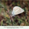 polyommatus poseidon akhaltsike male5